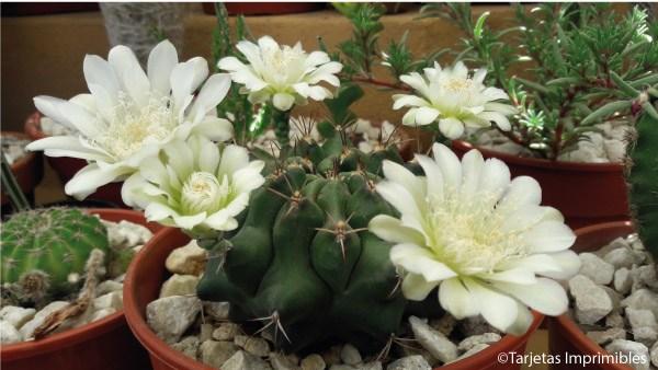 cactus-y-suculentas-tarjetas-imprimibles2