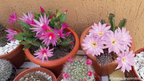 cactus-y-suculentas-tarjetas-imprimibles7