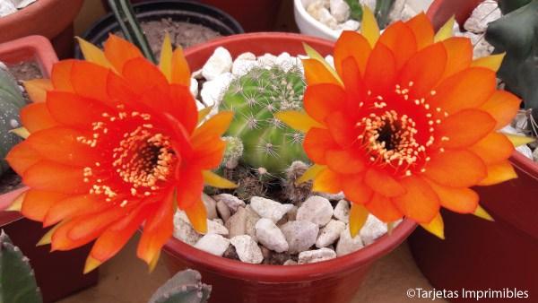cactus-y-suculentas-tarjetas-imprimibles5
