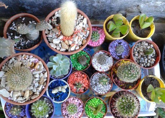 cactus y suculentas