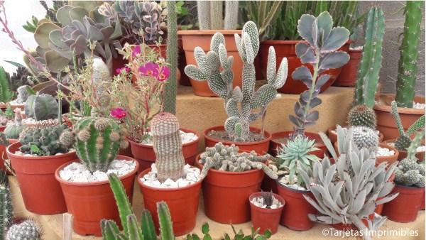 cactus-y-suculentas-tarjetas-imprimibles3