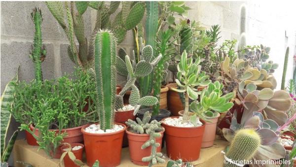 cactus-y-suculentas-tarjetas-imprimibles4