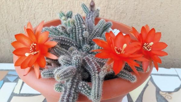 cactus-y-suculentas-tarjetas-imprimibles6
