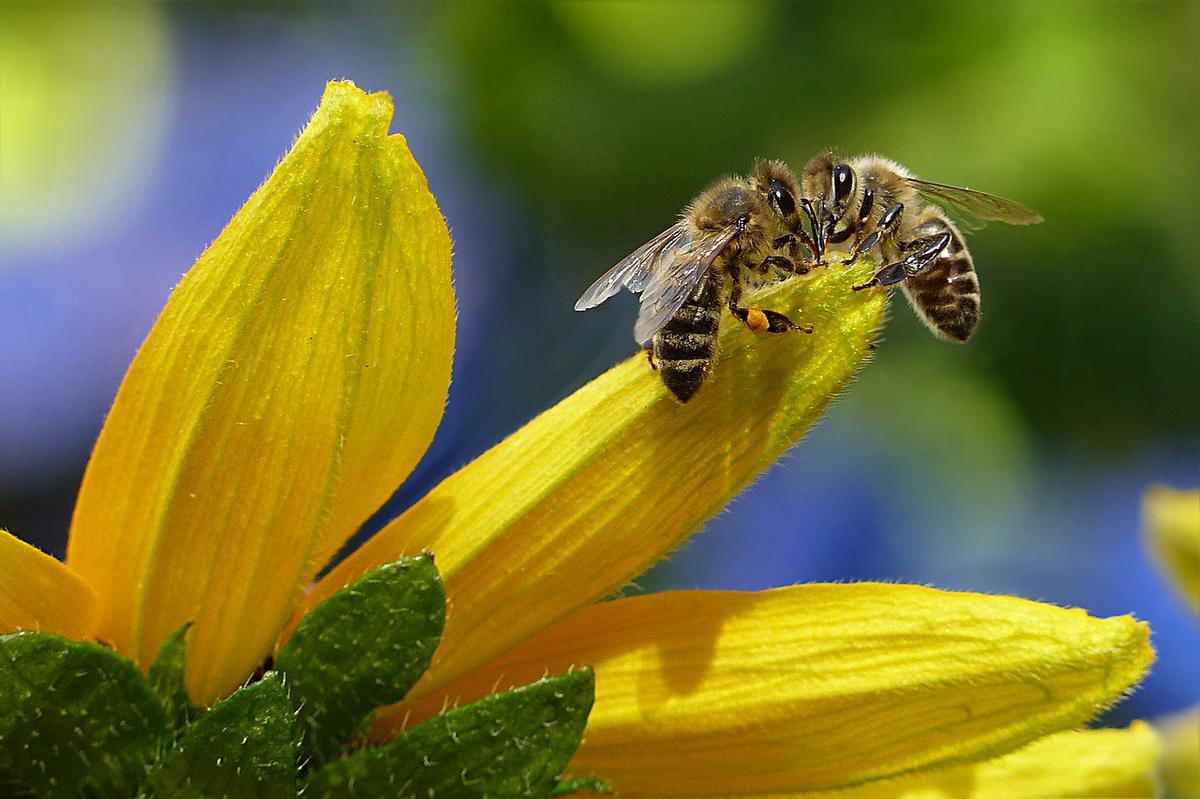 miel de abeja par adelgazar