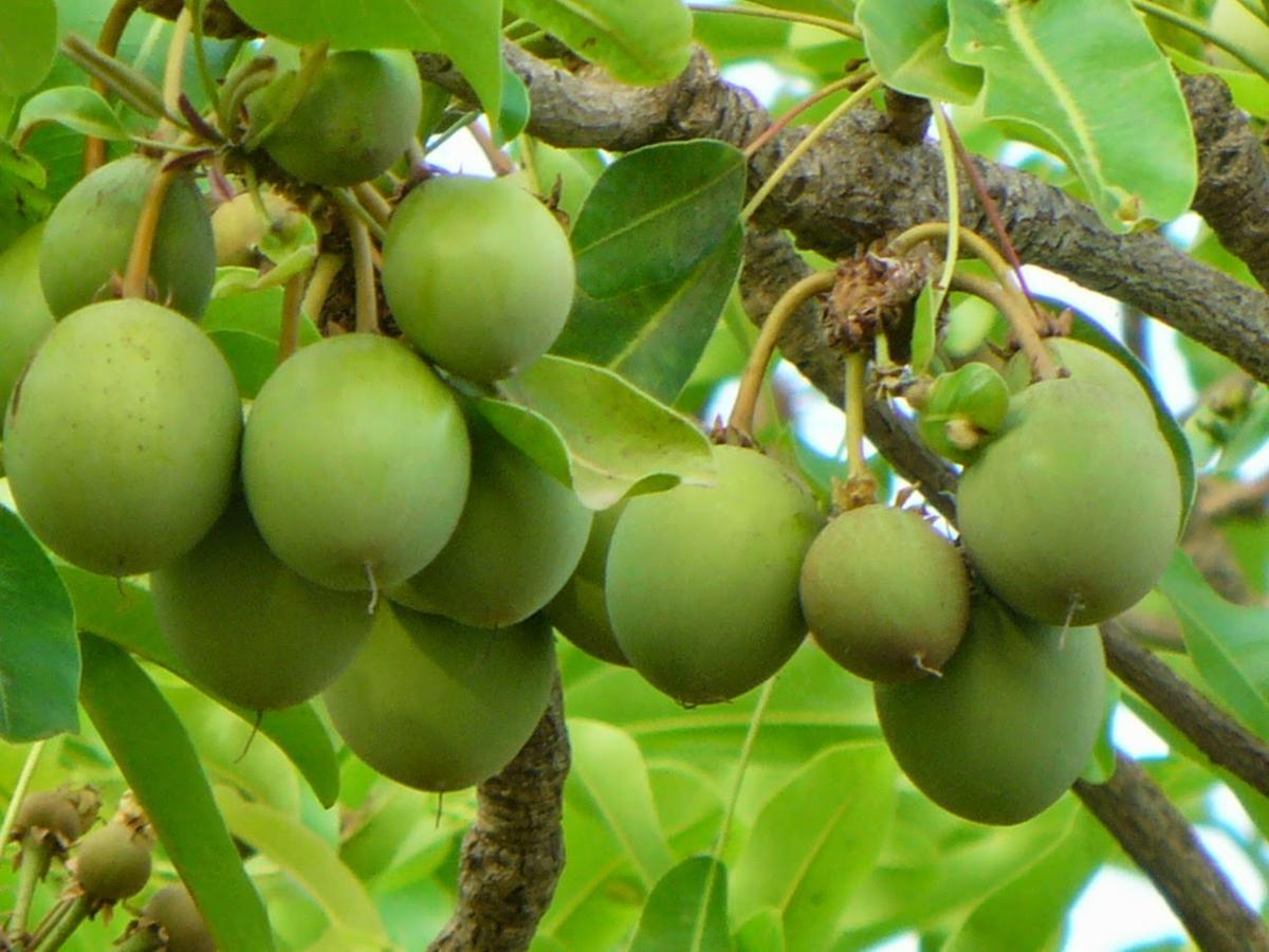 frutos del karité