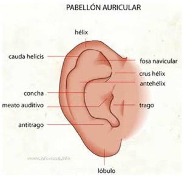 como aprender a dibujar orejas humanas 3