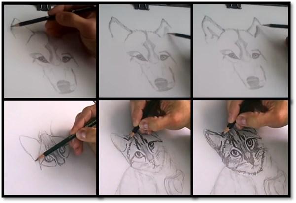 orejas de animales comunes 1