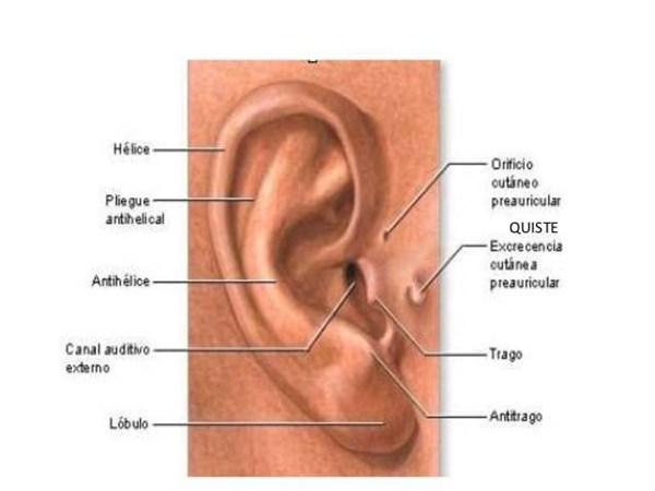 como aprender a dibujar orejas humanas 4