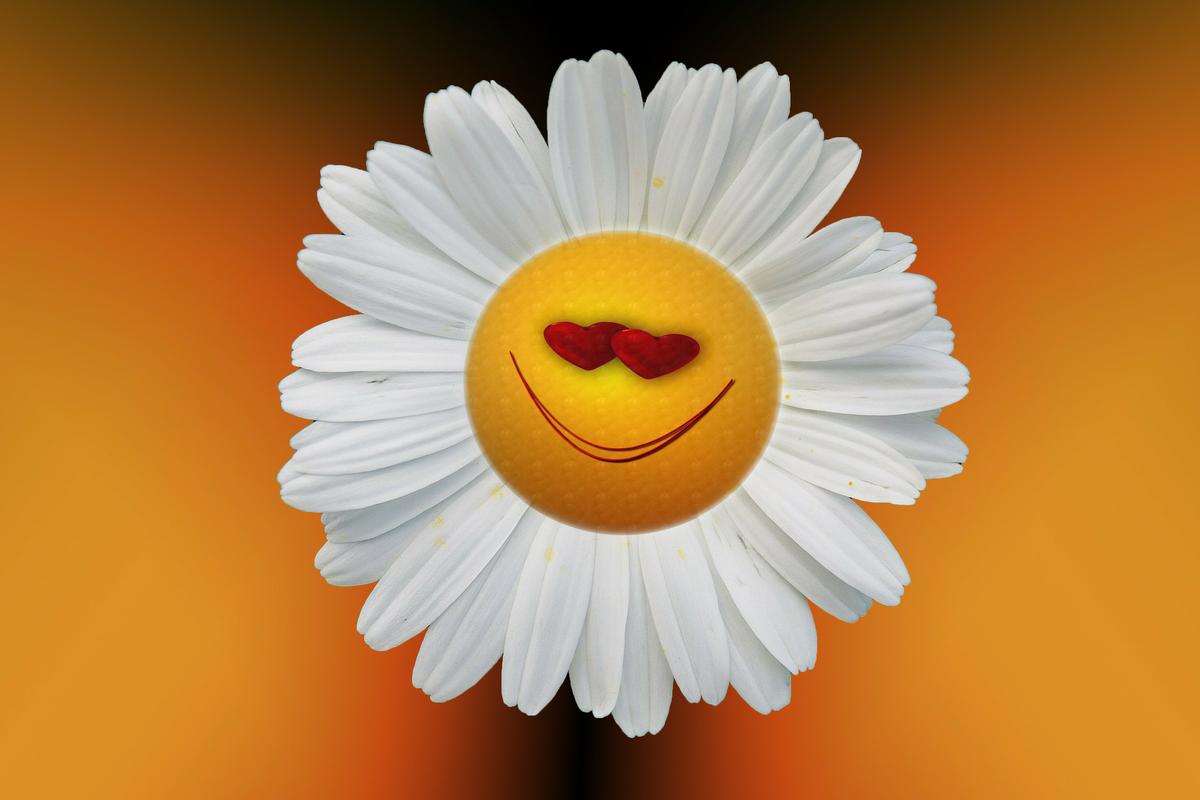 marguerite-74886_1920