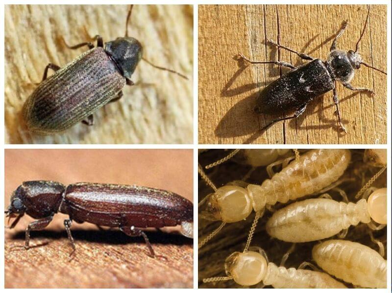 insectos xilófagos tipos