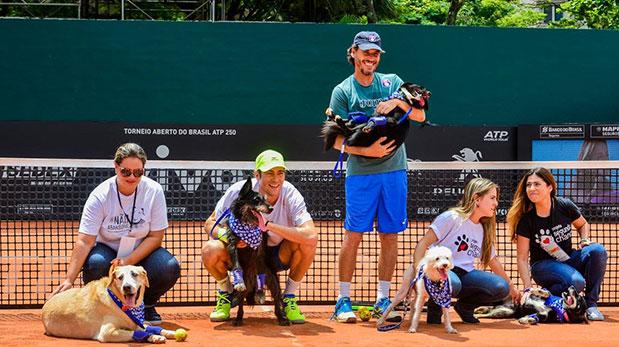 perros recogepelotas