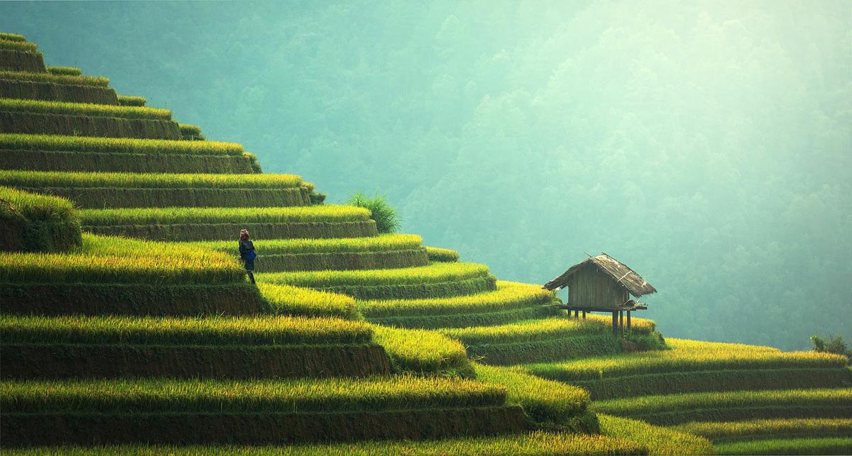 Campos de arroz