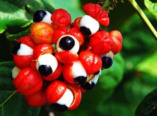Guaraná energizante astenia
