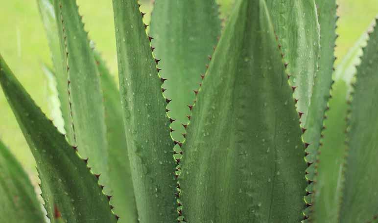 Aloe vera: un remedio natural para la pitiriasis versicolor