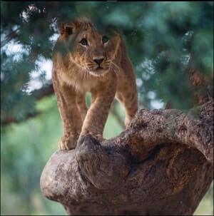 NatGeo National Geographic