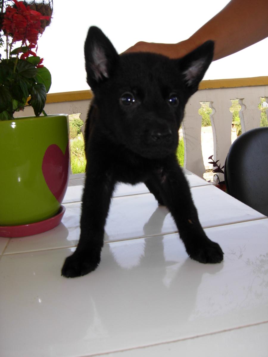 ANUK cachorro perro pastor aleman negro koira adiestramiento canino
