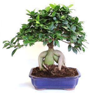 Ficus microcarpa ginseng TG 30 cm