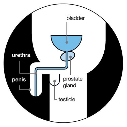 the-prostate-gland