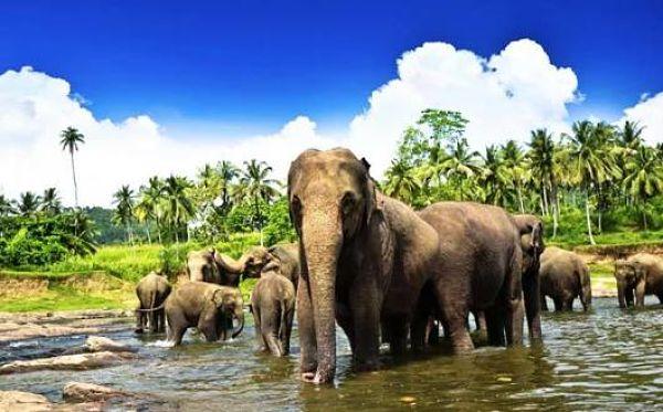 Un lugar obligado que ver en Sri Lanka