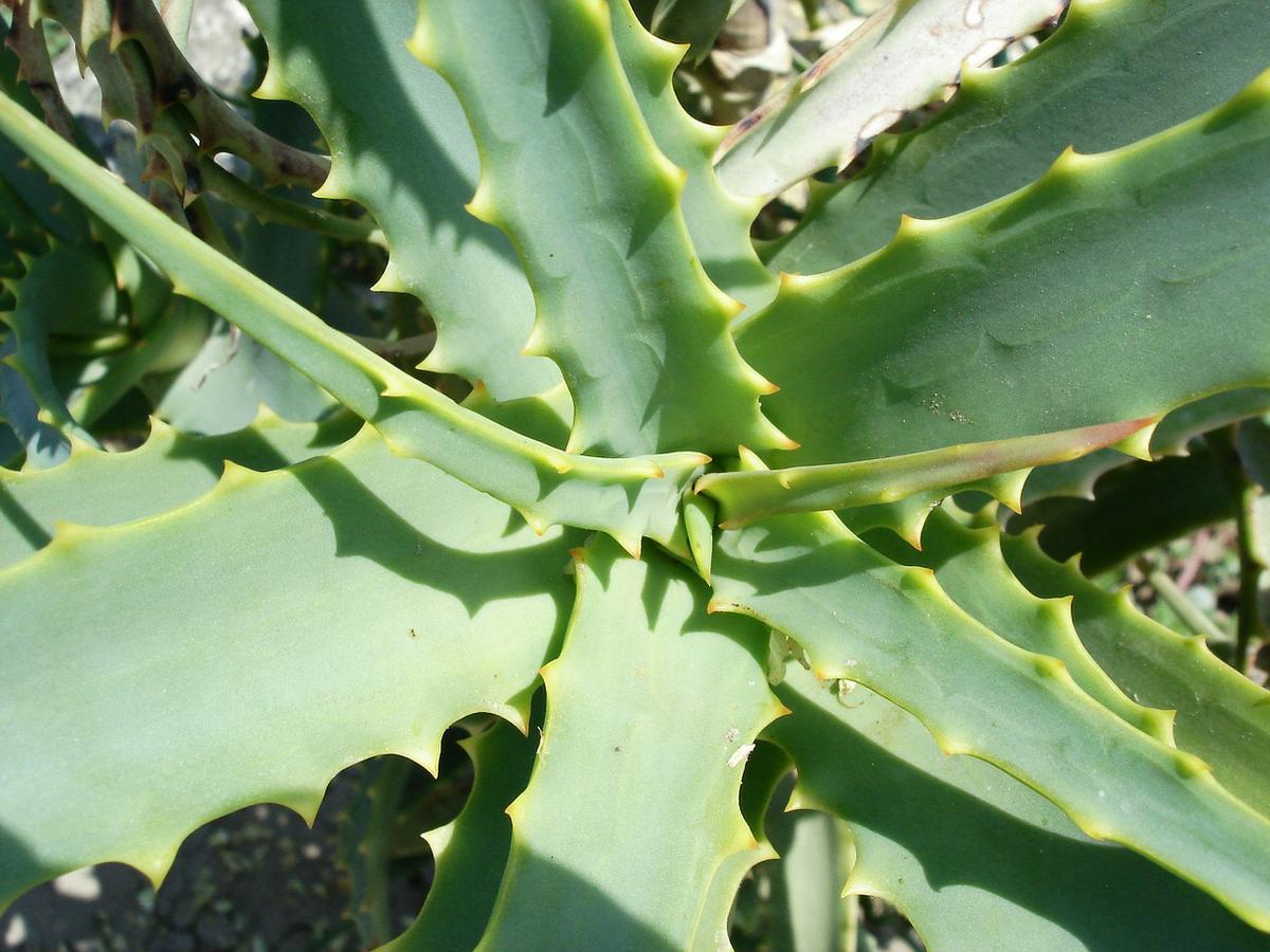 Aloe Vera