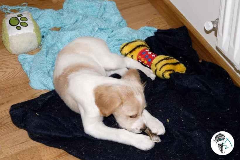 Cachorro con juguete