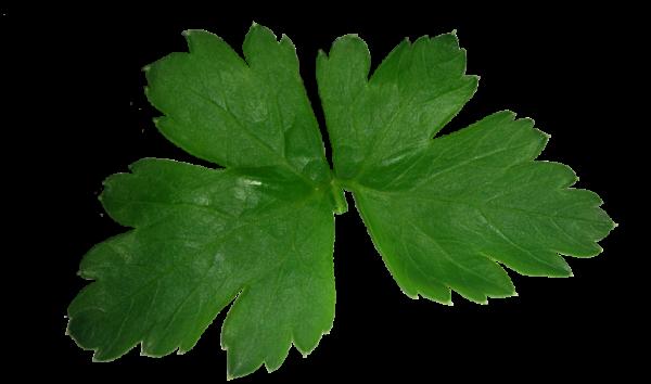 Tips de belleza caseros para una piel perfecta