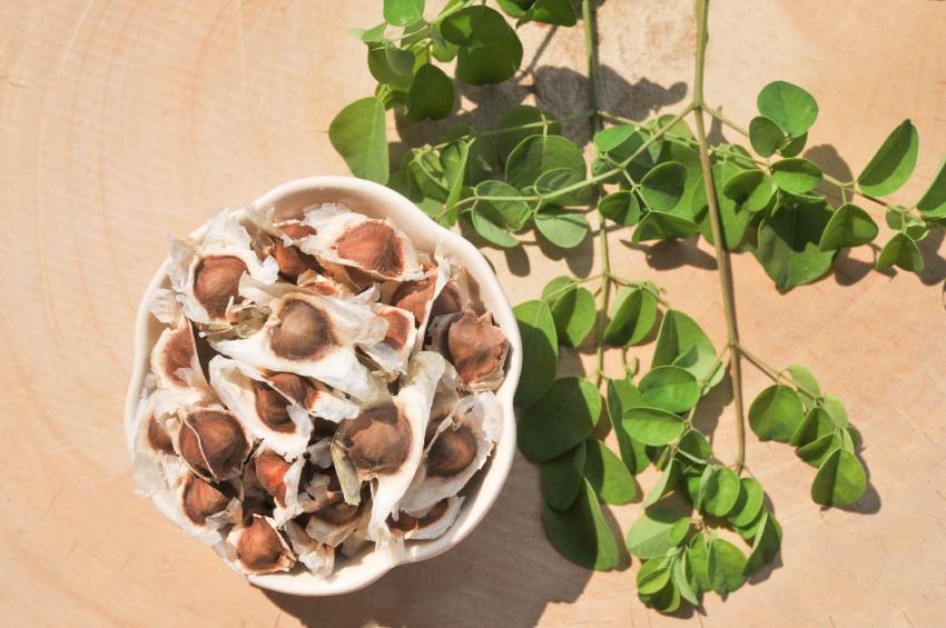 valor nutricional de la moringa