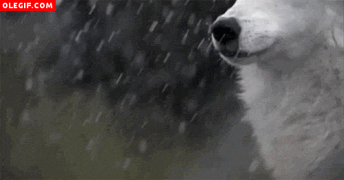 ritmos biológicos caninos