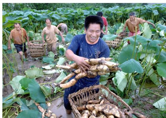 Las propiedades de la raíz de loto