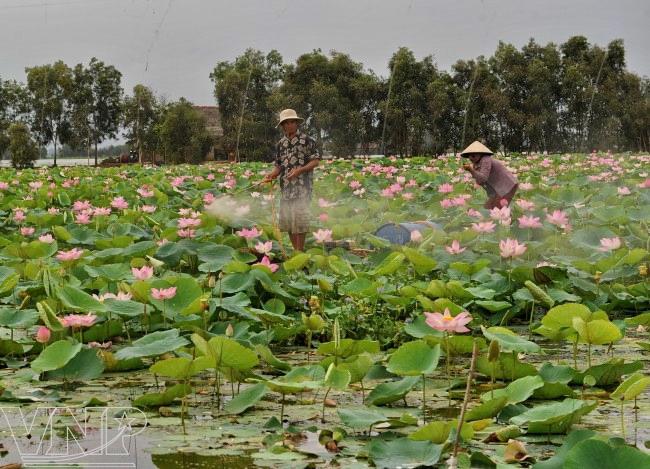Cultivo de la raíz de loto