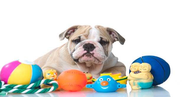 lavavajillas,-lavar-juguetes-de-mascotas