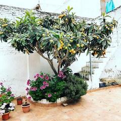 nisperos photo