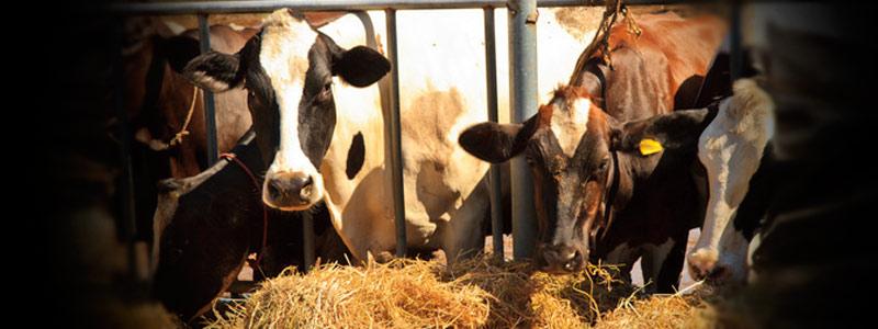 Usos del maíz como forraje en la alimentación de ganado