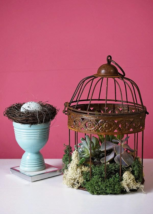 Plantas crasas expuestas en un jaula