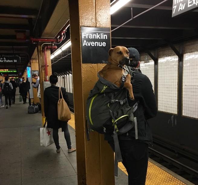 perros en metro