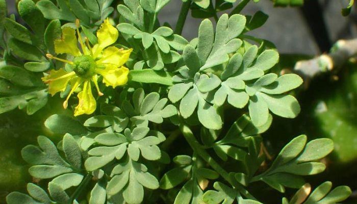 ruda planta