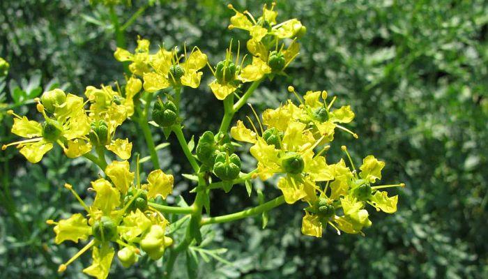 para que sirve la ruda como planta medicinal