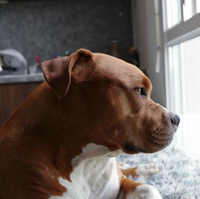 pitbull