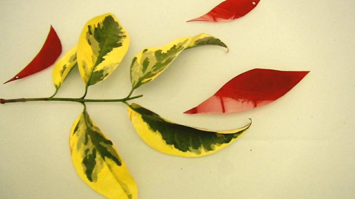 Árbol con botellas de plástico y ramas secas