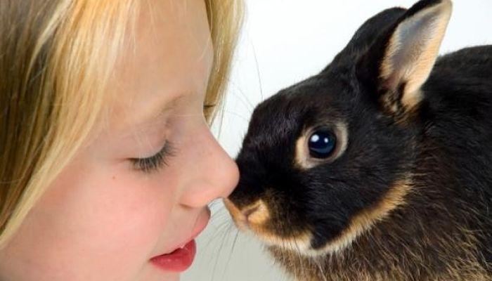 cuidar un conejo