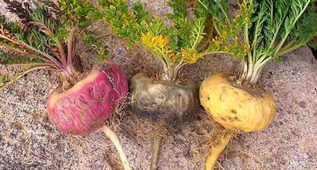 Maca Andina, aumenta el deseo y la fertilidad masculina
