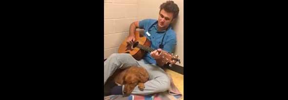 Un veterinario tranquiliza a un perro cantando