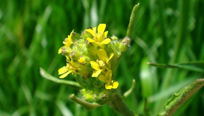 afonia y plantas