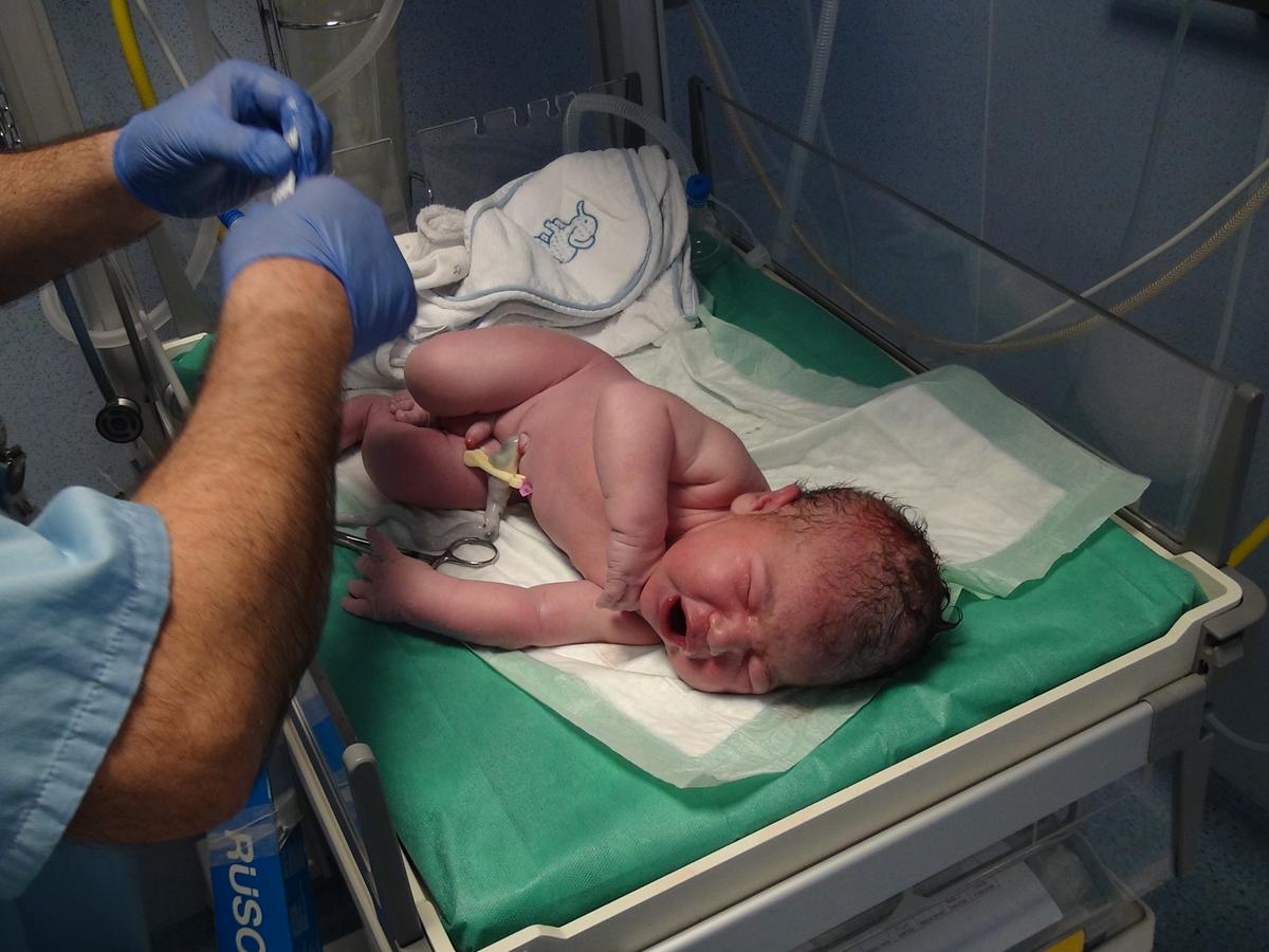 Pingüinito recién nacido