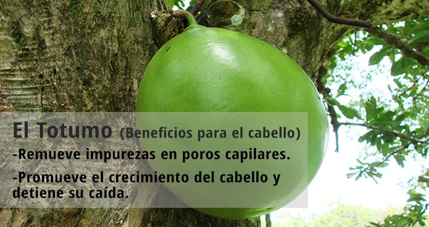 Beneficios del totumo en el cabello