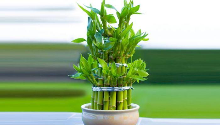 hechizos para la suerte