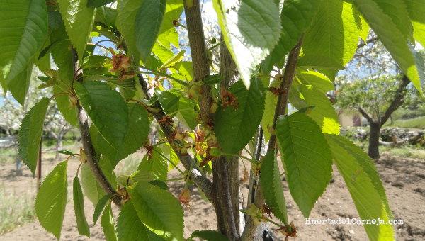 Primeras cerezas en un cerezo injertado.