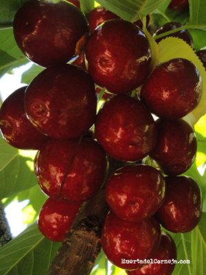 Cerezas
