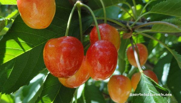 Cerezas Monzón