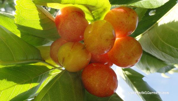 Cerezas tipo garrafal-Napoleon